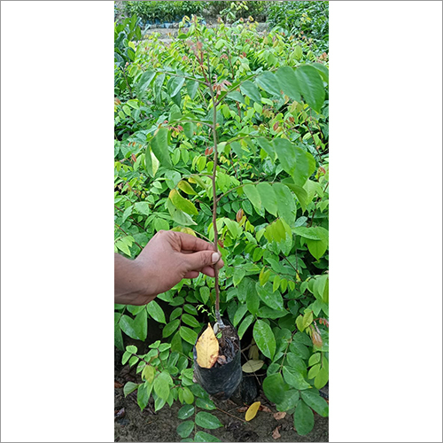 Green Star Fruit Plant