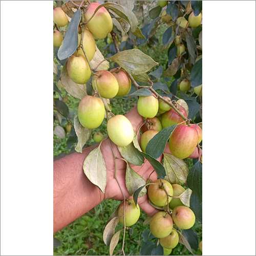 Green Apple Ber Fruit Plant