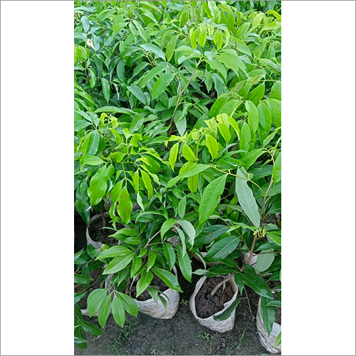 China Lychee Fruit Plant