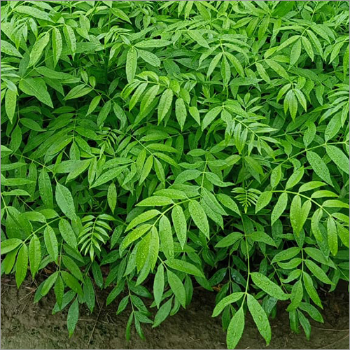 Amra Fruit Plant