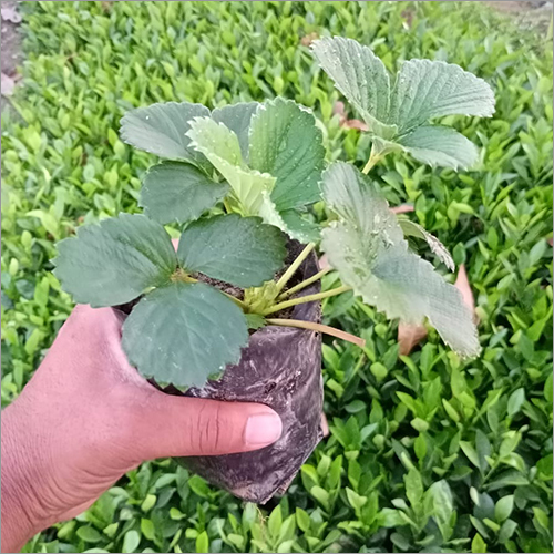 Green Small Strawberry Plant