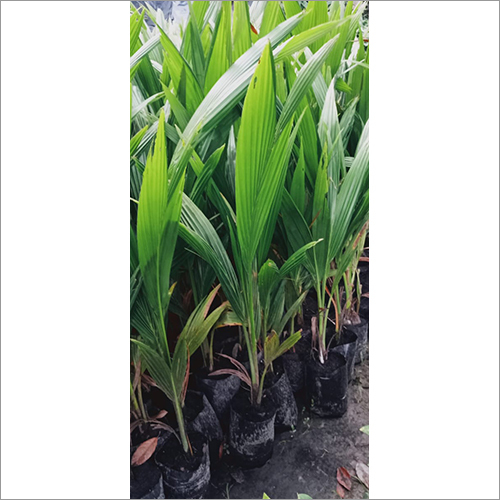Vietnam Coconut Fruit Plant
