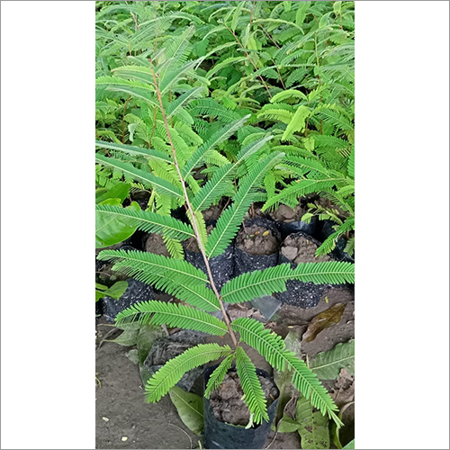 Green Star Fruit Plant