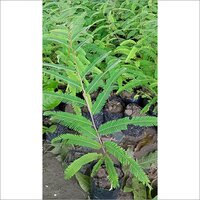 Green Star Fruit Plant