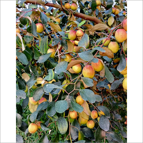 Apple Ber Fruit Plant