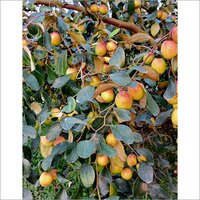 Apple Ber Fruit Plant