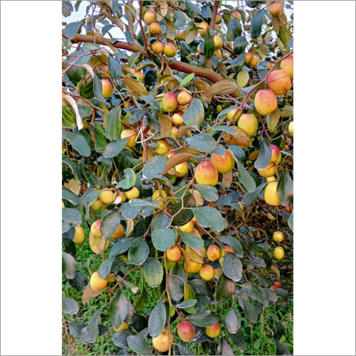 Apple Ber Fruit Plant