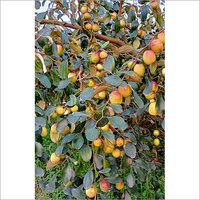 Apple Ber Fruit Plant
