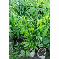 China Lychee Fruit Plant