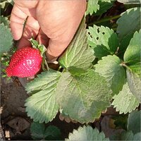 Small Strawberry Plant