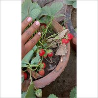 Small Strawberry Plant