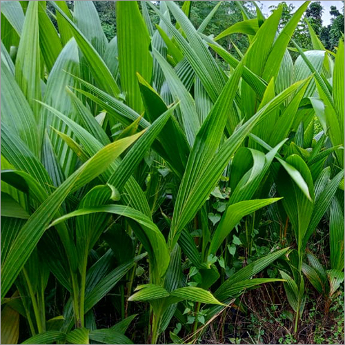 Vietnam Coconut Fruit Plant