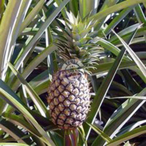Tissue Culture Pineapple Plant