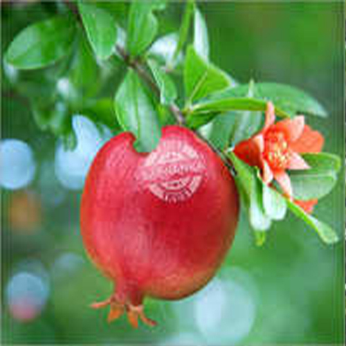 Tissue Culture Pomegranate Plant