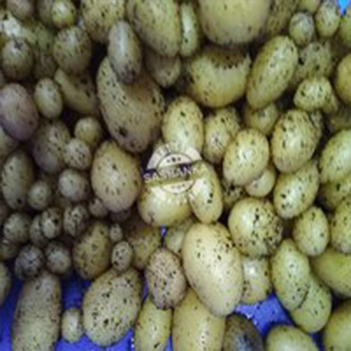 Potato Mini Seed Tubers