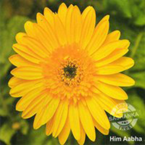 Tissue Culture Gerbera Plant