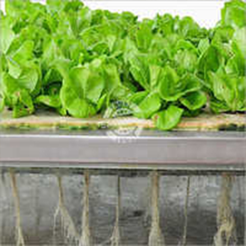 Aeroponic System