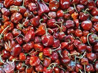 Dried Red Chilli - Mundu Type, 100% Natural, Spicy Flavor | Hygienic Packing, Optimum Freshness, Long Shelf Life