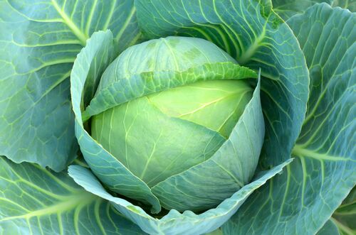 Natural Fresh Cabbage