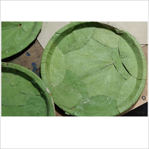 Use And Throw Green Paper Plate