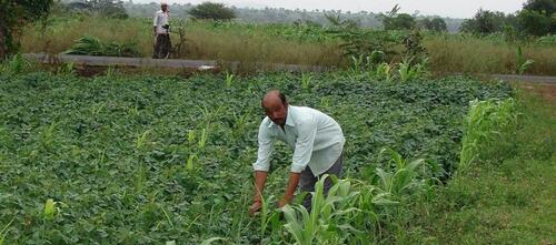 Andhra Pradesh Community Managed Natural Farming Tender Information