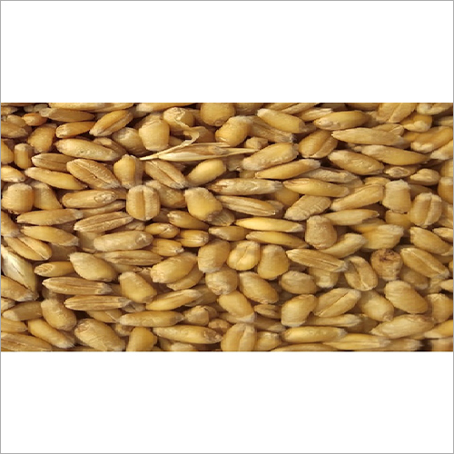 Brown Organic Wheat