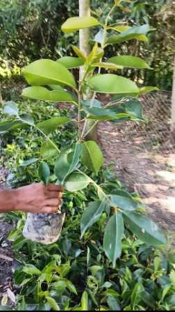 Black Jamun Plants