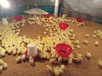 Broiler Chicks - Yellow Color | Premium Quality Poultry For Optimal Growth And Health