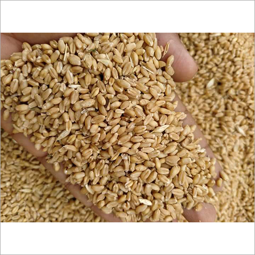Whole Wheat