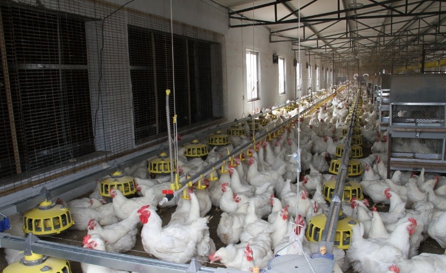 New stock Halal Frozen Chicken Feet Paws Breast Frozen Whole Chicken Frozen Chicken Leg