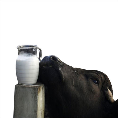 1 Liter Buffalo Milk
