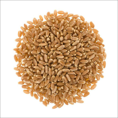 Pure Organic Wheat