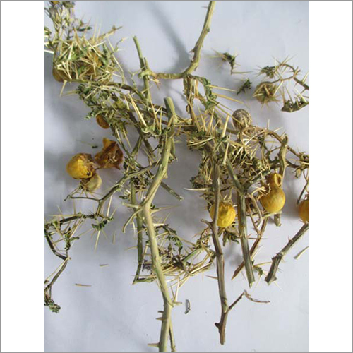 Kanthakari Roots - Dried Herbal Medicine for All Age Groups | Store in Cool Place Natural Remedy Benefits
