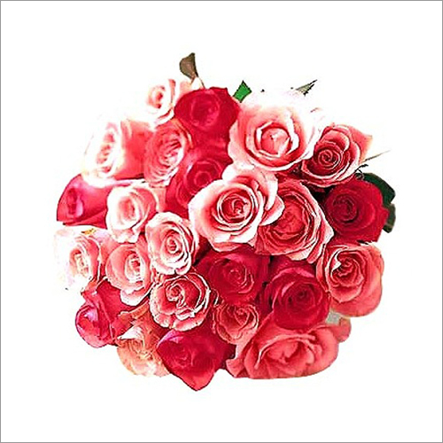 Eco-Friendly 24 Pink Roses Bunch Bouquet