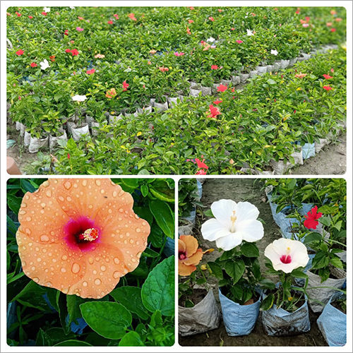 Flower Plant Gardening Services