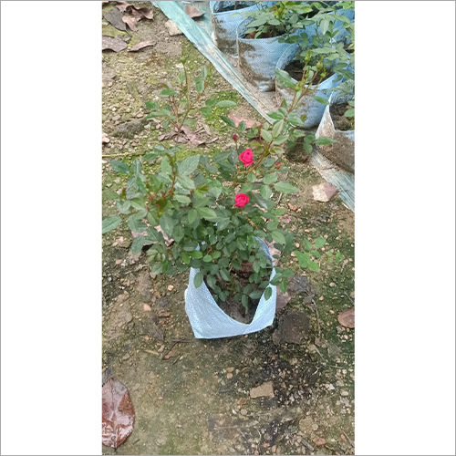 Pink Red Rose Plant