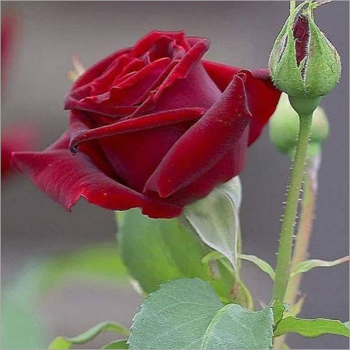 Red Rose Plant at Best Price in North 24 Parganas, West Bengal | K.G.N ...