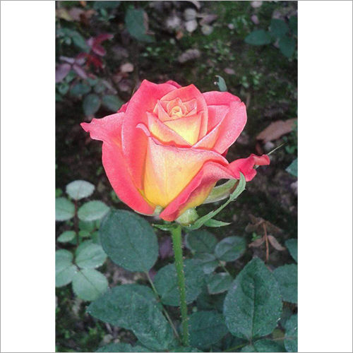 Red Yellow Rose