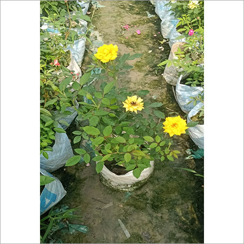 Yellow Flower Plant