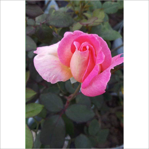 Yellow Pink Rose Plant