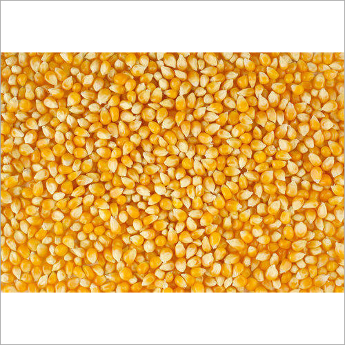Yellow Corn - 100% Pure Dried Maize Common Cultivation 1% Moisture 1% Admixture 1% Broken Ratio Shelf Life 2 Months