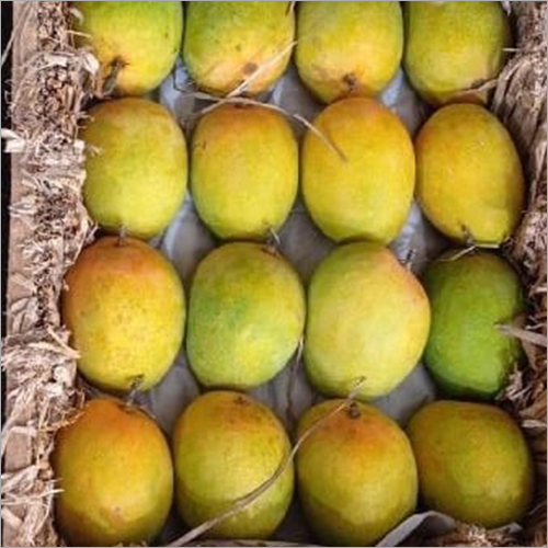 Yellow Ratnagiri Alphonso Mango