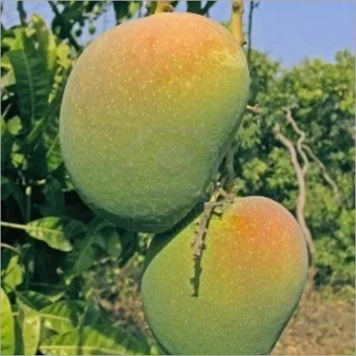 Fresh Mango