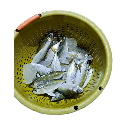 Indian Mackerel Fish Shelf Life: 1 Days