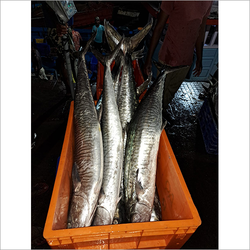 King And Surmai Fish Shelf Life: 1 Days