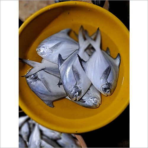 White Pomfret Fish - Fresh, Preservative Free | Fried, Heart-Healthy Delicacy for Vision and Joint Support