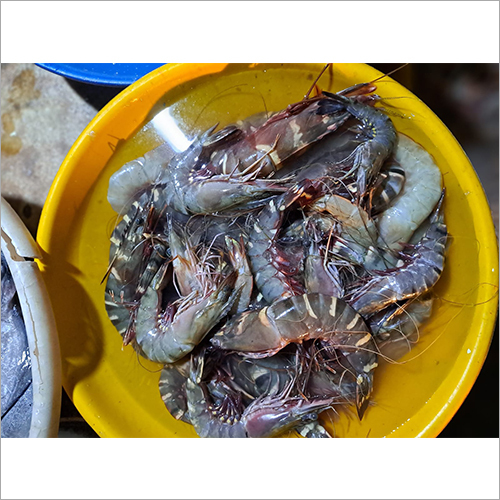 Tiger Prawn Shelf Life: 1 Days