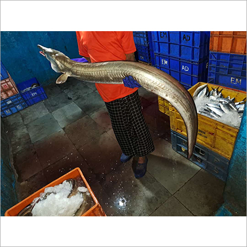 Eel Fish Shelf Life: 1 Days