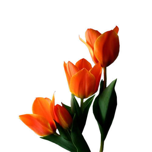 Tulip Flower oil