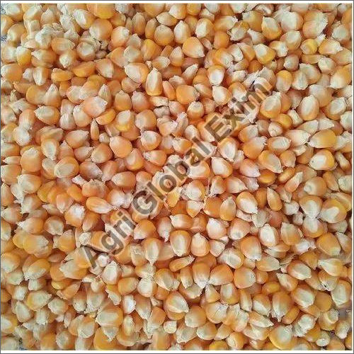 Fresh Corn Seeds